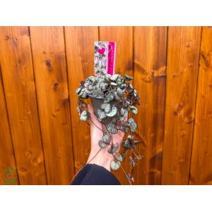 Lampášik (Ceropegia woodii) ´SILVER GLORY´ - výška 20-25 cm, kont. P9